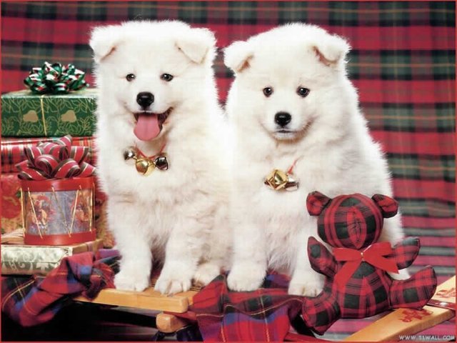 1136178361_800x600_christmas-dog-wallpaper-two-white-dogs-in-x-mas.jpg
