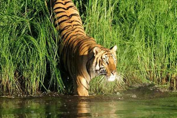 Royal Bengal Tiger in Sundarban.jpg