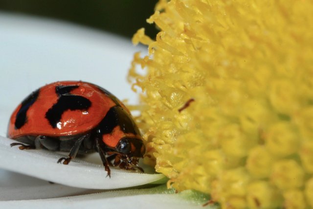 transverse lady beetle - (Coccinella transversalis).jpg