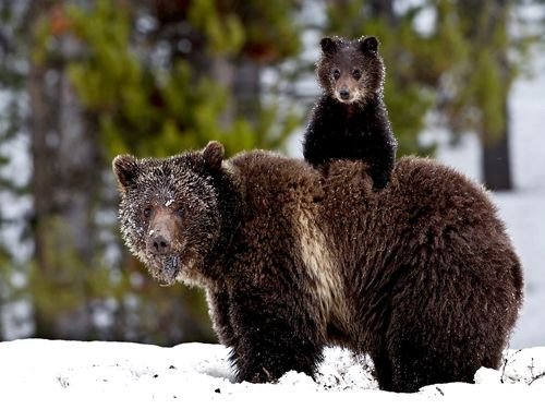 grizzlyM.jpg
