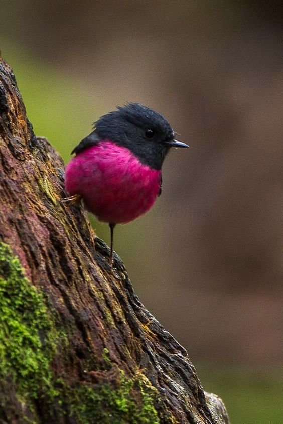 pink robin.jpg