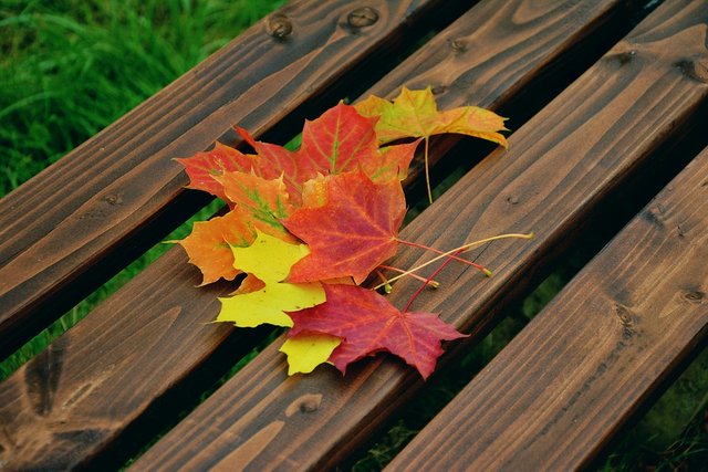 fall-foliage-1740841_960_720.jpg