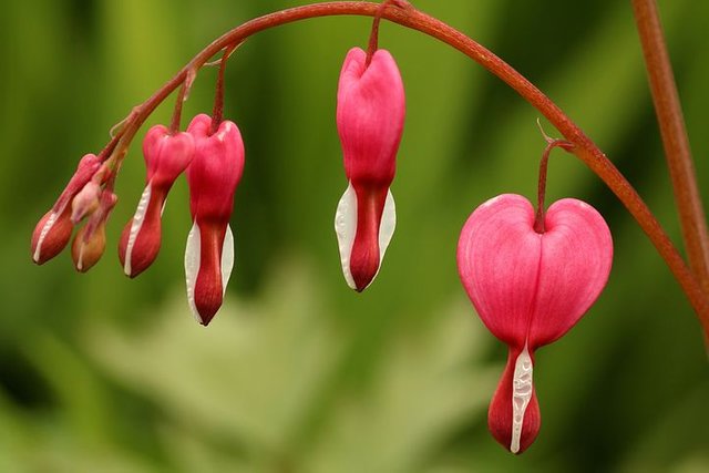 nature-3354746__480.jpg