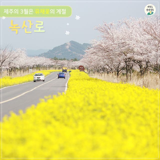 유채꽃명소-7.png