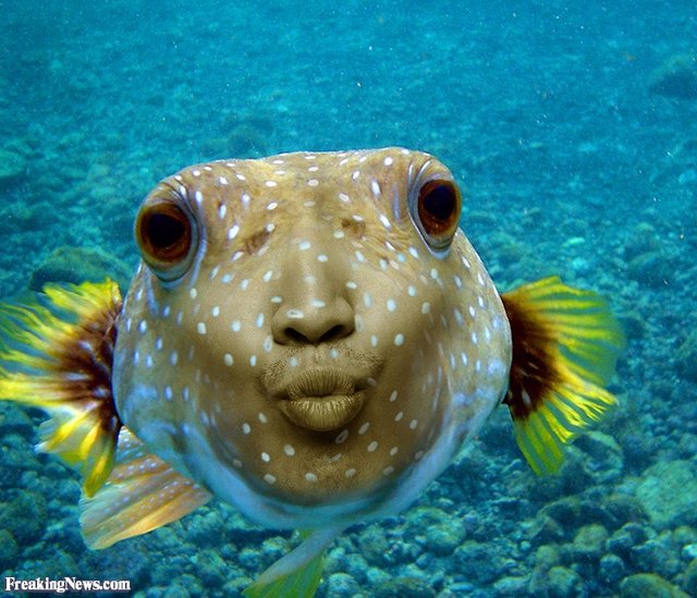 puffer fish.jpg