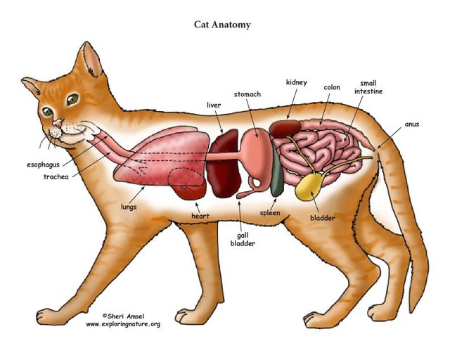 Cat Anatomy.jpg