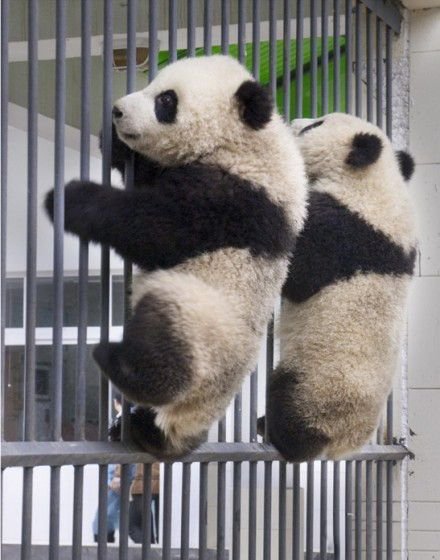 Jailed Panda 1.jpg