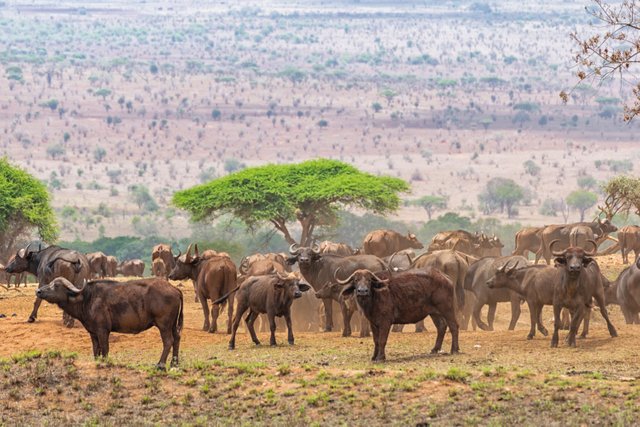 Herd of African Buffalo18.jpg