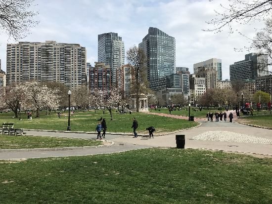 boston common skyline MEDIUM.jpg