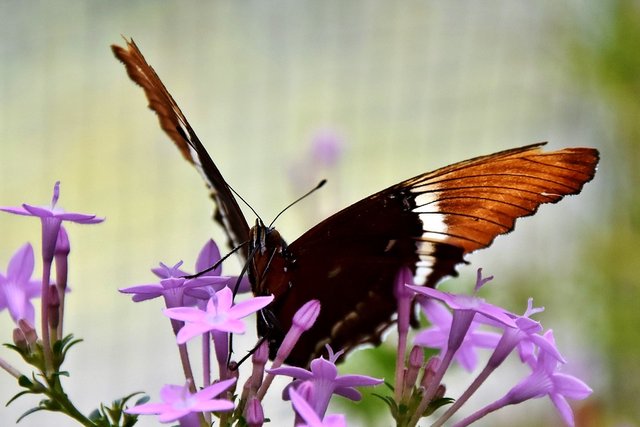 butterfly-3292406_960_720.jpg