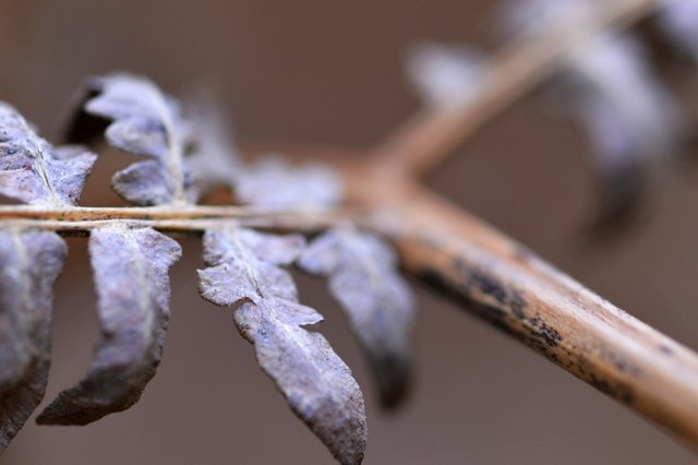 last years dead ferns in epping forest.jpg