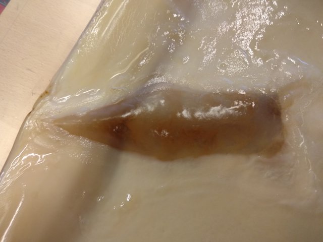 scoby bubble.jpg