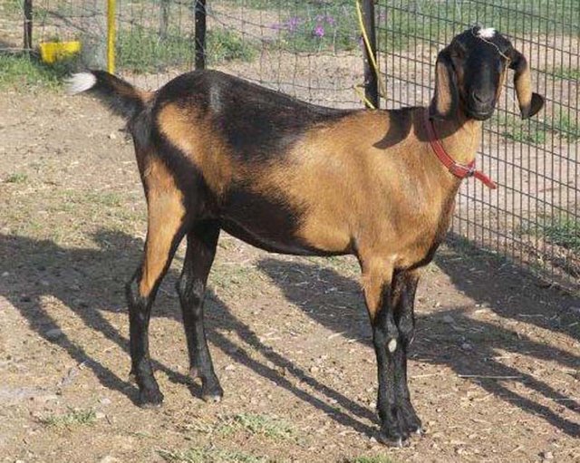 Nubian-breeds-of-goat.jpg