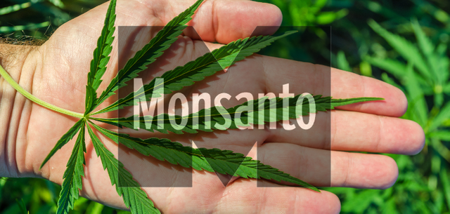 marijuana_cannabis_hand_gmo_monsan_735_350.png