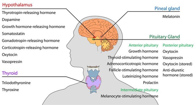 800px-Endocrine_central_nervous_en-.jpg