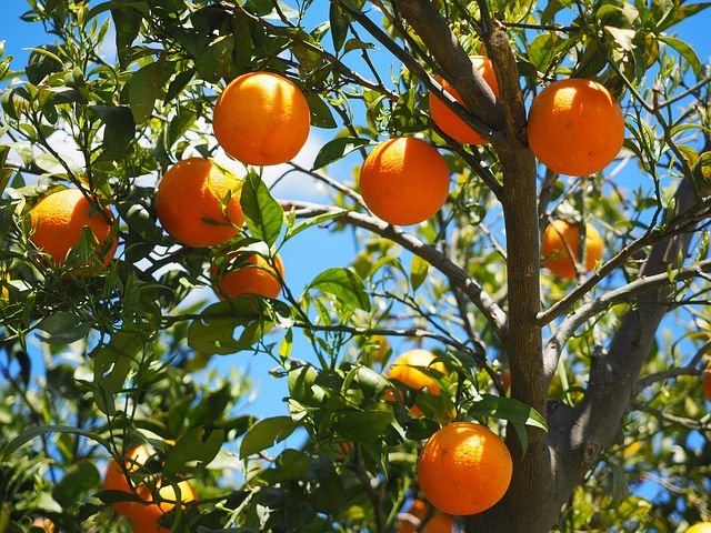oranges-1117628__480.jpg