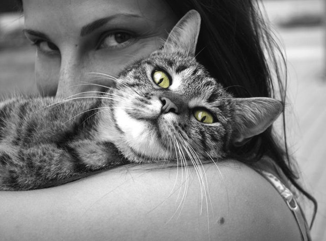 animals-cat-girl-happiness-39493.jpg
