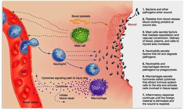 image_Inflammatory-Response2.jpg