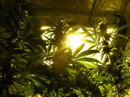 hps-grow-light-up-sm.jpg