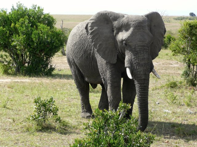 elephant-2089568_1920.jpg