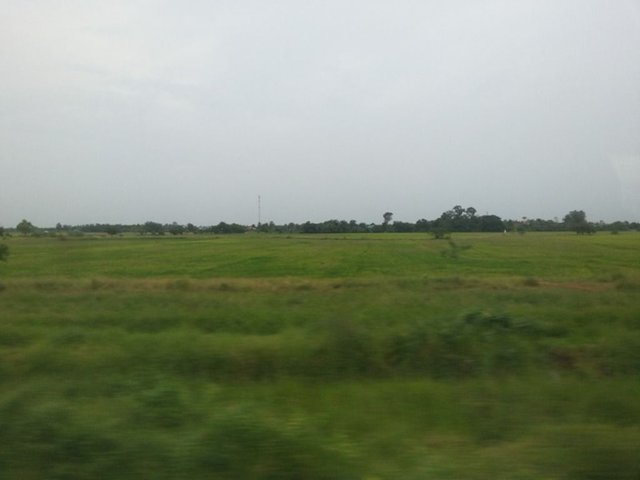 green rice field24.jpg