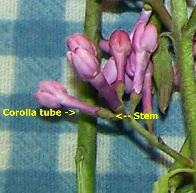 Lilac jelly - processing lilacs - buds corolla crop text May 2018.jpg