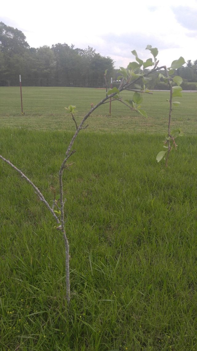 20170428_155324 - Another fruit tree with broken branches.jpg