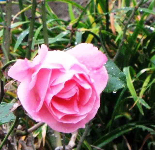 Rose 1.JPG