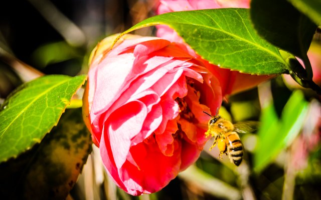 Flower and Bee-1.jpg