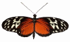 Butterfly Tiger Heliconian 60HS.jpg