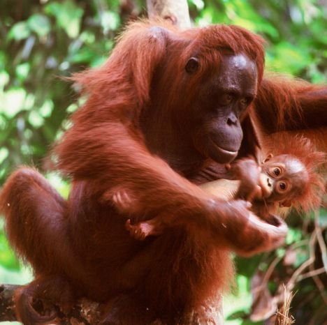 orangutan-1.jpg