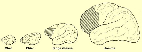 Evolution_du_cortex_prefrontal.jpg