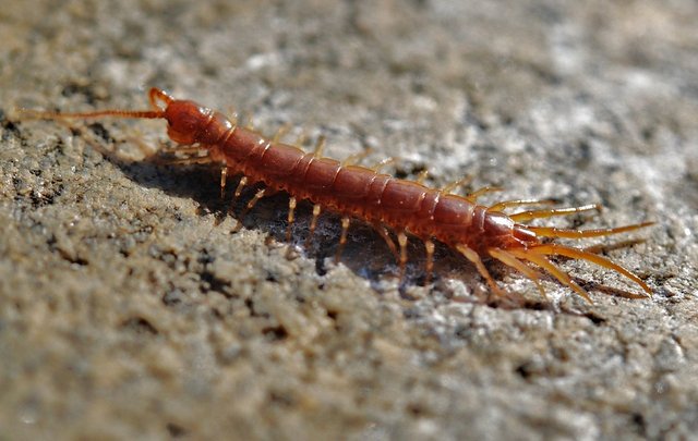 centipede-8695_960_720.jpg