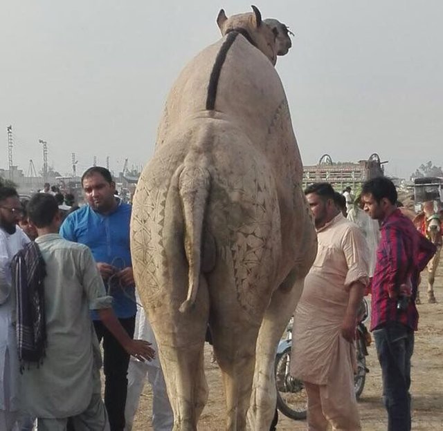 camel2.jpg