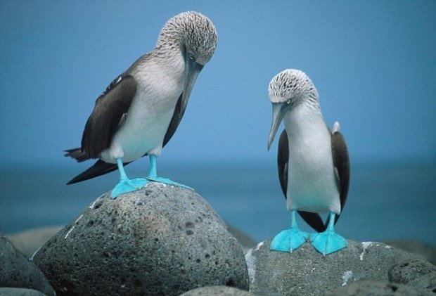 blue-footed-booby-620x421.jpg