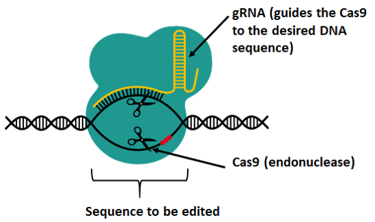 crspr3.png