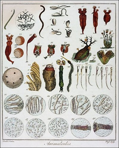 Animalcules_observed_by_anton_van_leeuwenhoek_c1795_1228575.jpg