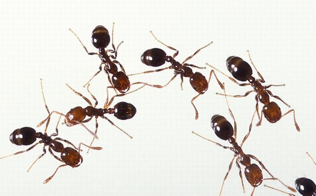 Fire_ants_01.jpg