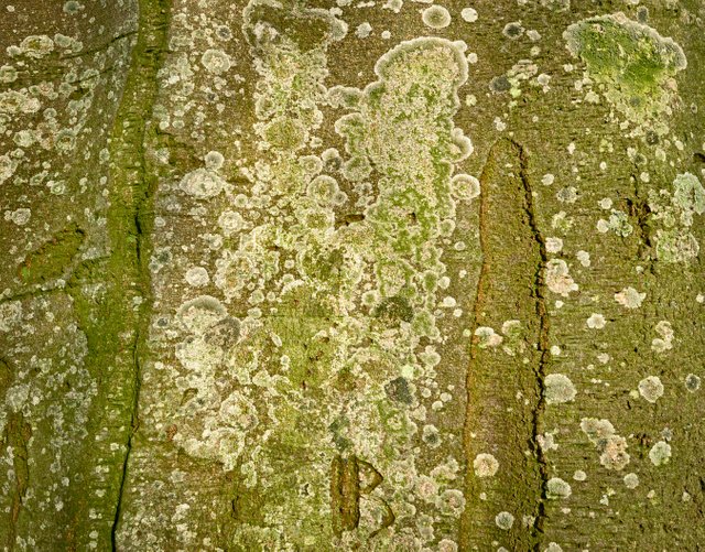 Green lichen on an old tree