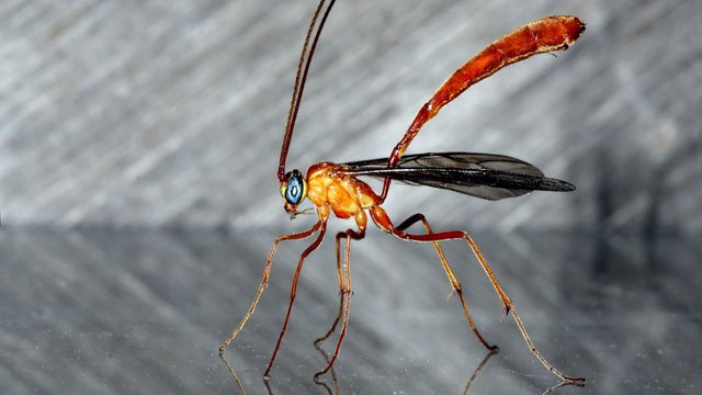 Insects Hymenoptera Ichneumonidae MV BY Tas 2018-01-08 n2.jpg