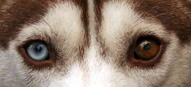 heterocromia-husky.jpg