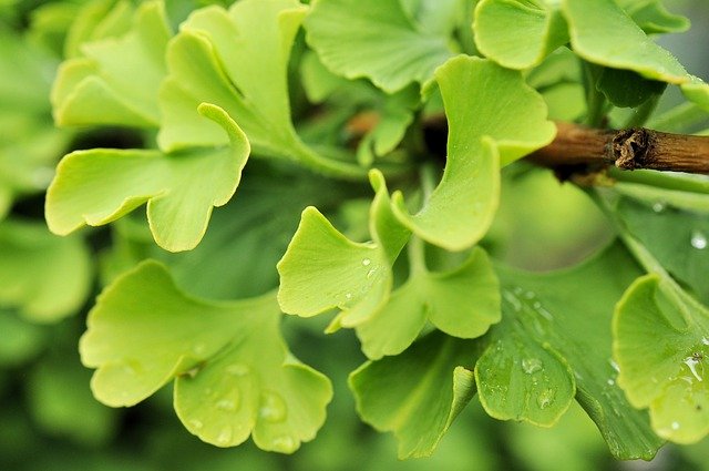 ginko-2697197_640.jpg