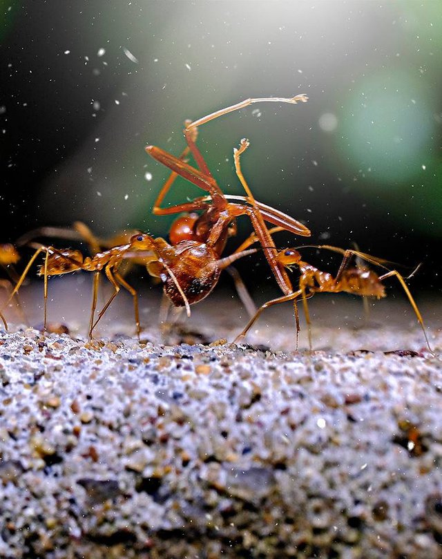 ant.jpg