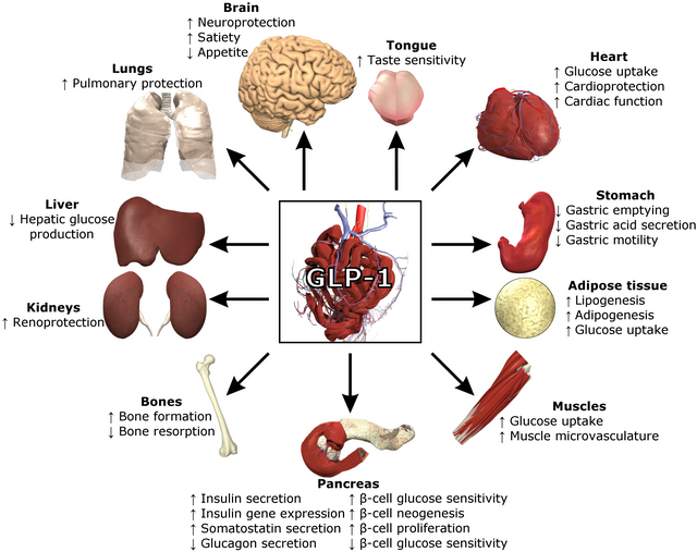 FunctionsOfGLP-1.png