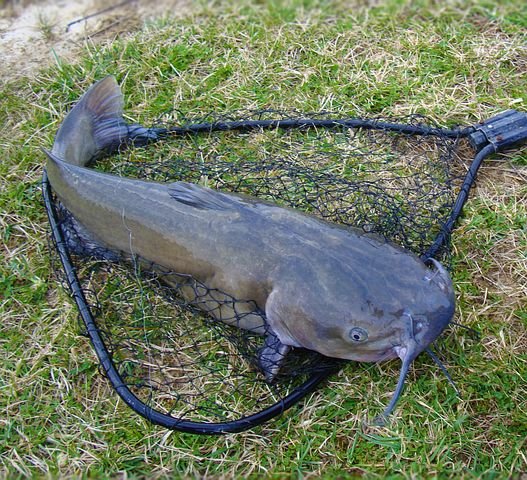 catfish-1581045__480.jpg