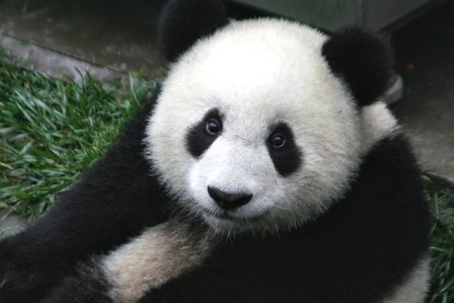 panda_cub_wildlife_zoo_cute-4.jpg