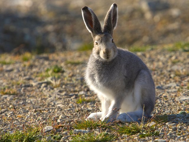 arctic_baby hare.jpg