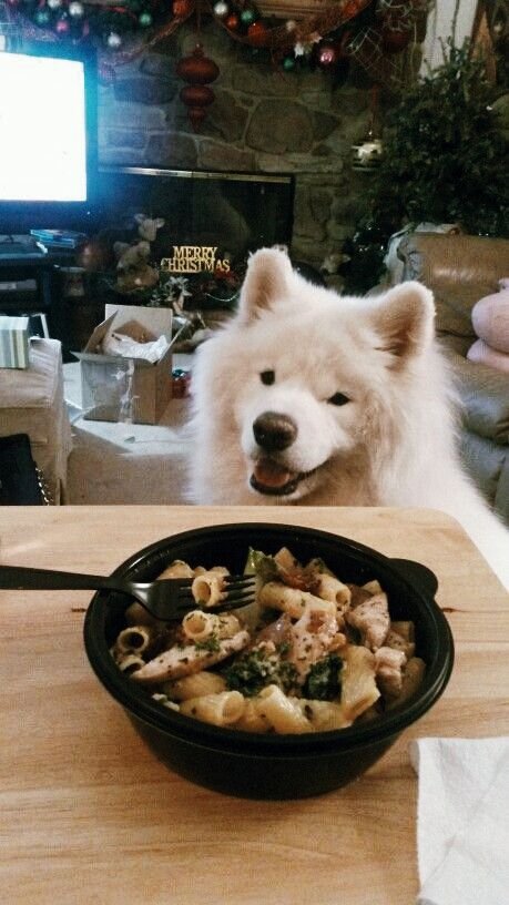 98a7f8ec621d55320d7991d29333dbaf--healthy-foods-samoyed-dogs(1).jpg