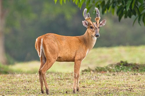 barking-deer.jpg