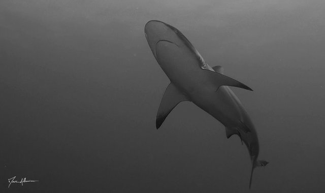 requin gris4.jpg